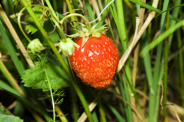 Berries of a strawberry