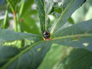 カメムシの幼虫