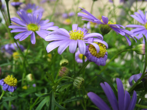 australisches_G&auml;nsebl&uuml;mchen_2