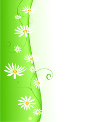green background with camomiles
