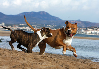 deux molosses se regardent en chiens de faience