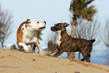 deux chiens simulant la bagarre