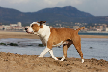 dog walking on the beach