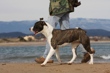 marche du maître et de son chien sur la plage