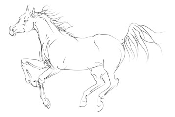 Fototapeta na wymiar vector horse sketch