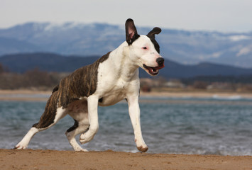 Search Photos American Staffordshire Bull Terrier