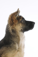 jeune berger allemand de profil à l'attitude expressive