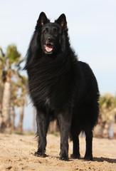 Naklejka premium groenendael de face attentif