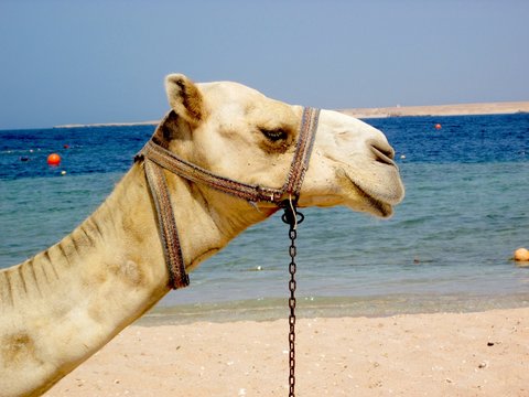 Kamel am Strand in Ägypten