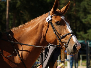 Obraz premium concours hippique