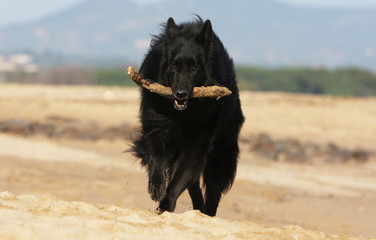 Fototapeta premium the belgian shepher dog plays on the beach