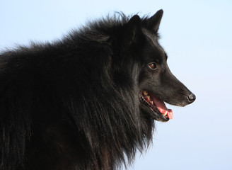 portrait de profil d'une berger belge groenendael