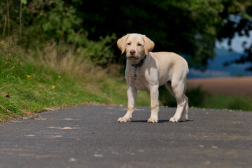 Obraz na płótnie Canvas Blonder Labrador Welpe beim Spaziergang