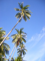 Obraz na płótnie Canvas Palmen und blauer Himmel in Thailand (Koh Samui)