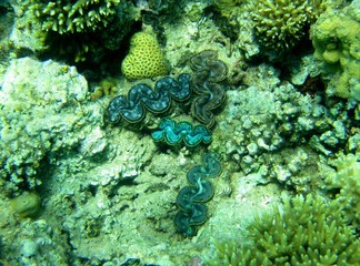 Tridacna Mördermuscheln