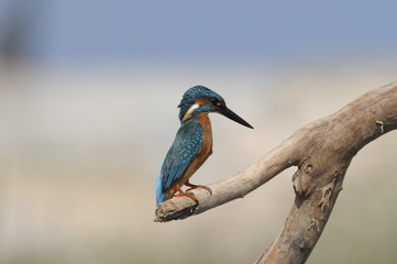 The Common Kingfisher (Alcedo atthis)