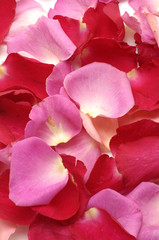 background of rose petals