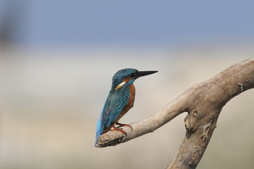 Obraz premium The Common Kingfisher (Alcedo atthis)