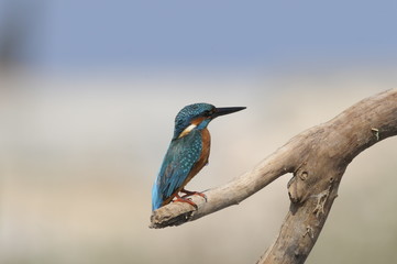 The Common Kingfisher (Alcedo atthis)