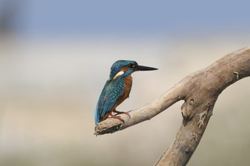 The Common Kingfisher (Alcedo atthis)