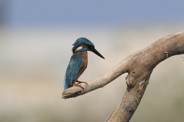The Common Kingfisher (Alcedo atthis)