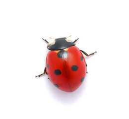 Ladybug on  white