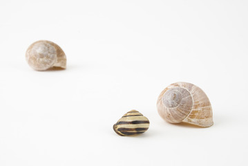 muscheln