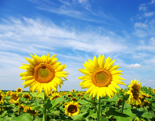 Fototapeta premium sunflowers field