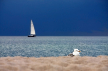 Fototapeta premium Strand - Beach