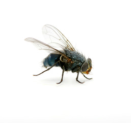 fly