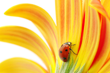 ladybug
