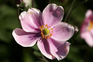 Obraz premium fleur rose