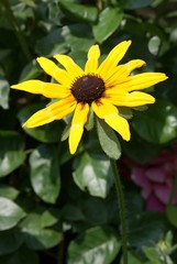 gold flower of rudbeckia