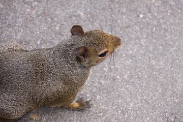 Eichhörnchen in Nahaufnahme © Christian Colista
