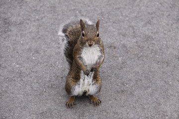 Eichhörnchen in Nahaufnahme © Christian Colista