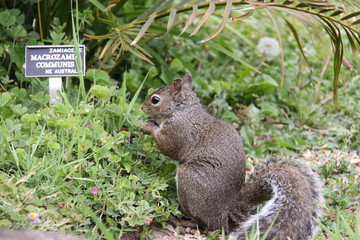 Eichhörnchen in Nahaufnahme © Christian Colista