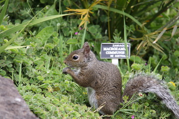Eichhörnchen in Nahaufnahme