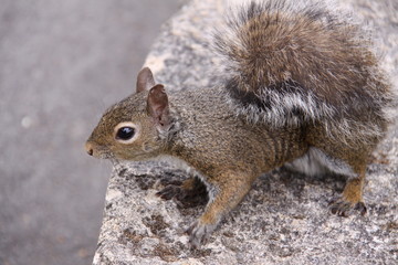 Eichhörnchen in Nahaufnahme