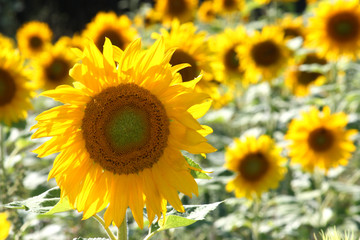 Sonnenblumen - Sunflowers