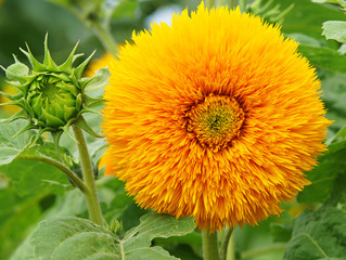 Sonnenblumen - Beautiful Sunflowers