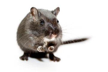 Funny rat on white background