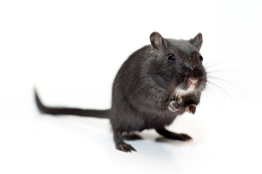 Funny rat on white background