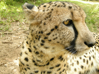 Gepard