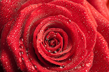 red rose with water drops