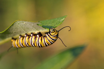 Monarch Butterfly Caterpillar On Milkweed