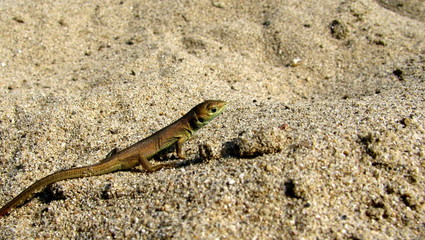baby lizard