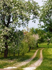 Fototapeta na wymiar Owoce drzewa blossom - Jezioro Bodeńskie regionu
