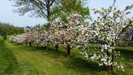 Apfelblüte