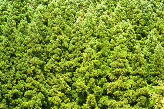 bosque