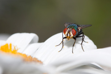 house fly at rest on a daisy petal